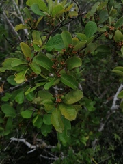 Crossopetalum