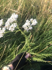 Achillea millefolium