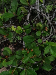 Crossopetalum