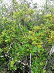 Crossopetalum