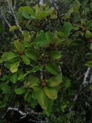 Crossopetalum