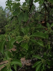 Sideroxylon celastrinum