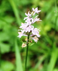Dactylorhiza saccifera