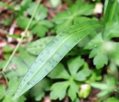 Dactylorhiza saccifera