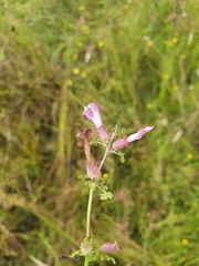 Pedicularis palustris