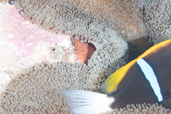 Amphiprion chrysopterus