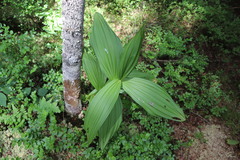 Veratrum album