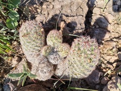 Escobaria chihuahuensis