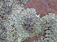 Xanthoparmelia stenophylla