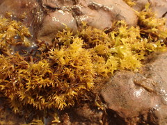 Chondrus