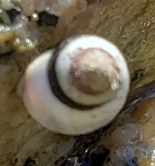 Austrolittorina