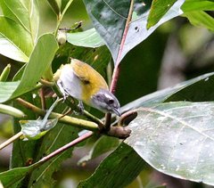 Chlorospingus canigularis