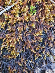 Scorpidium scorpioides