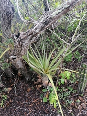 Agave karwinskii