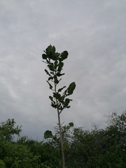Coccoloba acapulcensis