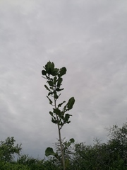 Coccoloba acapulcensis