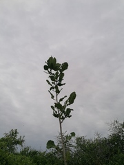 Coccoloba acapulcensis