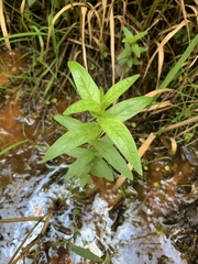Lysimachia thyrsiflora