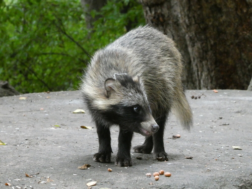 Mainland Raccoon Dog