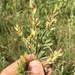 Lespedeza capitata × leptostachya - Photo (c) Mathew Zappa, some rights reserved (CC BY), uploaded by Mathew Zappa