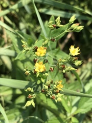 Hypericum majus