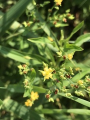 Hypericum majus