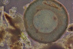 Galeripora megastoma