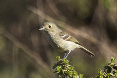 Hutton's Vireo photo 4