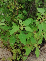 Pluchea carolinensis