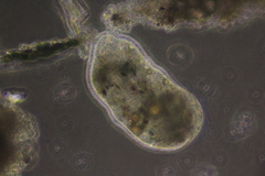 Pelomyxa