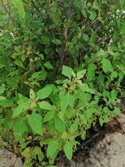 Pluchea carolinensis