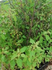 Pluchea carolinensis