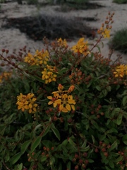 Galphimia glauca
