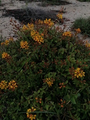 Galphimia glauca