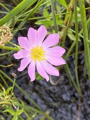 Sabatia kennedyana