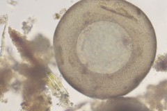 Galeripora megastoma