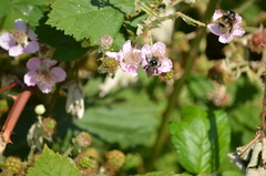 Bombus vancouverensis vancouverensis