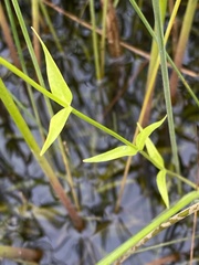 Sabatia kennedyana