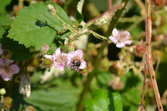Bombus vancouverensis vancouverensis
