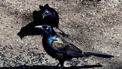 Quiscalus quiscula versicolor