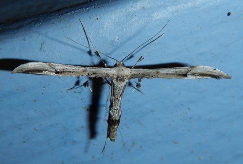 Joe-Pye Weed Plume Moth photo 4