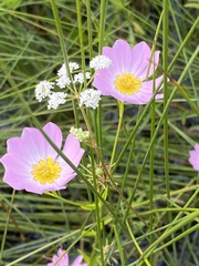 Sabatia kennedyana