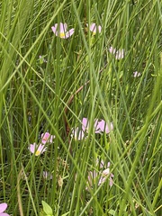 Sabatia kennedyana