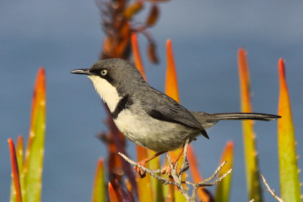 Bar-throated Apalis photo