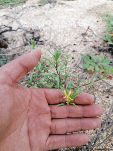 Cleome hemsleyana (Cleome hemsleyana)