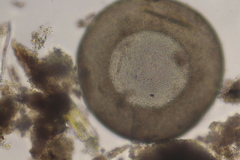 Galeripora megastoma