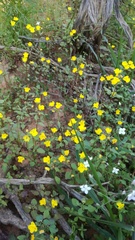 Hemimeris sabulosa