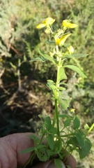 Hemimeris sabulosa