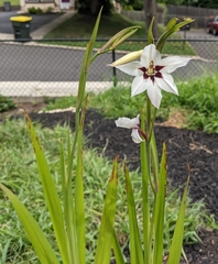 Acidanthera