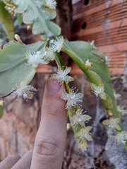 Rhipsalis crispata